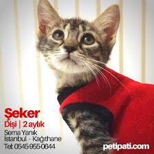 Ucretsiz Kedi Ve Kopek Sahiplendirme Ilanlari Sitesi Petipati Com Posts Facebook