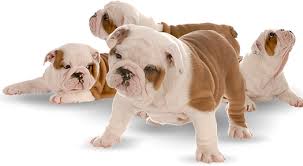 Dedicated to a healthy legacy they are here! English Bulldog Puppies Home Facebook