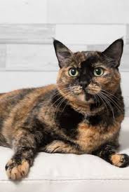 Karena kucing persia himalaya juga mempunyai bulu yang menawan,cantik,indah,unik dan memiliki wajah yang imut belum lagi ditambah dengan tubuh kucing. 120 Best Cat Ideas In 2021 Haiwan Haiwan Peliharaan Anak Haiwan