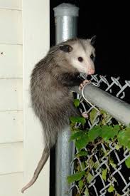 Pin By S Hakira Ophie On Dignified Urban Gentlemen Opossum Awesome Possum Baby Possum