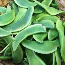 Compared to other beans species, the larger size and thicker seed coat of lima beans means germinating them in the garden can take some time. Hancock S Cangreen Bush Lima Bean Seed Hancockseed Com