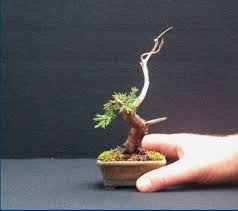 Bonsai Mame Cara Mudah Membuat Merawatnya Untuk Pemula Bennisobekti Com