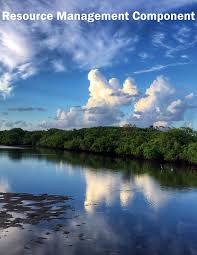 Image result for Cyperus longicarpus