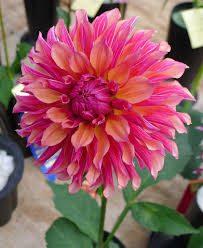 Pin On Flowers