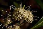 Image result for Coptosperma rhodesiacum