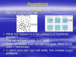 If an animal cell were placed in a hypotonic solution the likeliest result would be. The Plasma Membrane History Of The Plasma Membrane