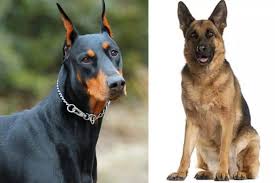 The german shepherd doberman mix is a hybrid between these two breeds. Doberman German Shepherd Mix Should Be At The Top Of Your Best Dog Want List Anything German Shepherd