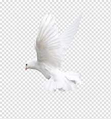 White Dove Bird Flight Owl Beak White Flying Pigeon Transparent Background Png Clipart Hummingbird Illustration Bird Illustration Flying Pigeon