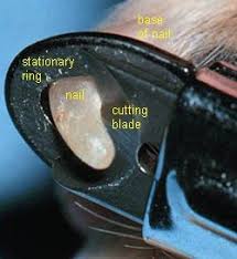 Some people do use human nail clippers, and they shouldn't cause injury or undue if all else fails, contact a groomer or even ask your veterinarian. How To Use Guillotine Dog Nail Clippers A Trimming Guide Dog Nails Dog Nail Clippers Trimming Dog Nails