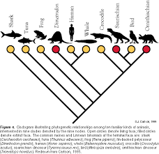 The prediction in this instance is that if evolution (as first observed by charles darwin) occurs, then all life might have descended from a common ancestor. Evolution And Systematics P 2