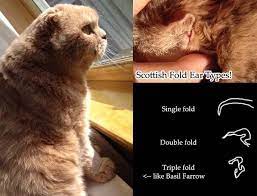 Scottish Fold Cat Ears Diagram Single Folded Ear Double Fold