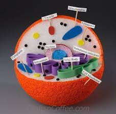 Check spelling or type a new query. 14 Animal Cell Project Ideas Cells Project Animal Cell Project Animal Cell