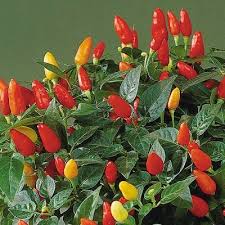 Ornamental Pepper Plant Types Growing A Decorative Pumpkin Chili Pepper Plants Hot Peppers Plants Stuffed Peppers