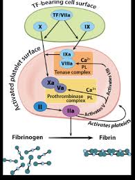 Image result for Anticoagulation