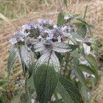 Image result for Haumaniastrum