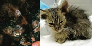 Ringworm lesions in dogs and cats can look like the classical round lesions of human beings; Ringworm In Cats International Cat Care