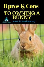 My services include pet boarding, pet sitting, dog walking. Bunnies Make Great Pets In The Right Circumstances Learn Before You Buy 8 Pros And Cons To Bunny Best Pets For Kids Pet Sitters International Pet Care Tips