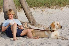 It's shaggy and scattered, but give marley a biscuit for its realistic depiction of how powerful can be the. Marley Me 2008 Imdb