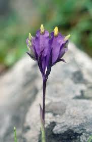 Image result for Burmannia