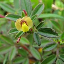 Image result for Stylosanthes