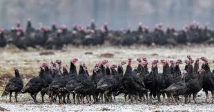 Autoridades europeias de segurança alimentar. Detectados En Rusia Siete Casos De Una Gripe Aviar Nueva Tras Saltar De Aves A Humanos Por Primera Vez