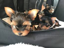 There are a host of problems that can. Puppy Yoga What It S Like To Work Out With 10 Adorable Dogs Insider