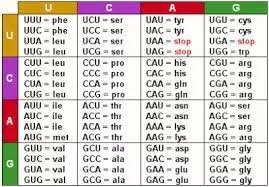 what is a codon chart quora