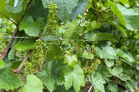 These are the search results for flowers. This Week In The Vineyard Knudsen Vineyards