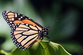 La Montana De Las Mariposas El Increible Viaje De La Mariposa Monarca Eres Ciencia