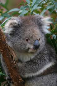 Koalas Are Not Bears They Are Marsupials And Give Birth To Tiny Barely Formed Young That Finish Development Outside The Koala Koala Bear Australia Animals