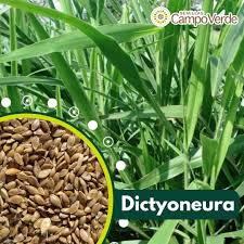 Image result for Urochloa dictyoneura