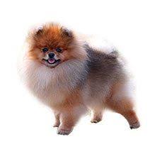 Pomeranian Dog Breed Information Dogspot In #cheap rate #pomeraniandog with #price i tried to explain the price of pomeranian dog available in india. pomeranian dog breed information