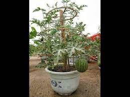 Gambar menunjukkam kejayaan menanam pokok tembikai dalam pasu. Cara Tanam Tembikai Merah Dalam Pasu Teknik Tabulampot Impiana