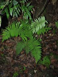 Image result for Christella hispidula