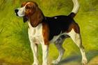 Beagle Harrier Dog Breed Information and Pictures