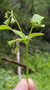 Image result for Pentodon