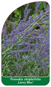Image result for Perovskia atriplicifolia lacey blue photo
