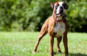 If you notice your dog limping unexpectedly or showing signs of pain in any way, it may be time to get him to the veterinarian's office. Life Expectancy Of Boxer Breeds With Cancer