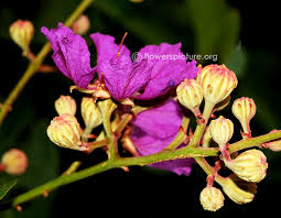 Image result for Buchnera speciosa