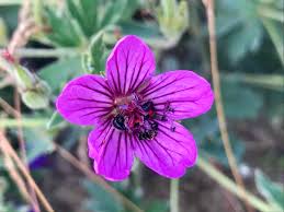 Image result for Geranium