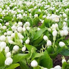 In pots, it is good to water when the soil is dry, regularly but without drenching it. Harvested Dried Jasmine Flowers Chinese Flower Tea China Jasmine Tea Jasmine