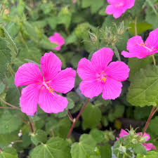 Image result for Pavonia rogersii