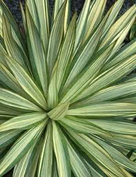 Yucca plants are amazing indoor trees. 10 Yucca 2016 Pdn Ideas Yucca Plants Rabbit Resistant Plants