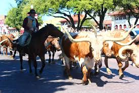 We did not find results for: 10 Totally Texas Things To Do At The Fort Worth Stockyards