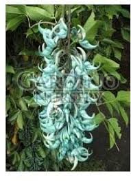 Image result for Strongylodon macrobotrys