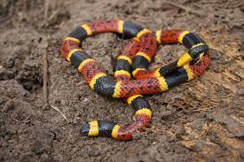 Texas Coral Snake Micurus Tener Coral Snake Snake Coral