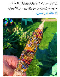 Pin By الحمد لله At 33319 On معلومة Glass Gem Corn Interesting Facts Mind Blown Corn
