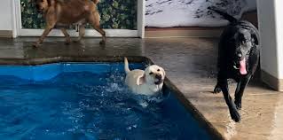 Come today let your little paws pet resort, inc., has installed new air purification system due to covid. Greenlin Camp Hill Greenlin Pet Resorts
