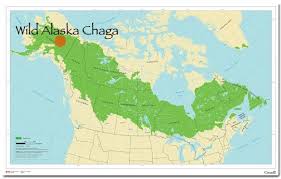 Birch Beer Vs Root Beer Reddit Wild Alaska Chaga Benefits North America Map Boreal Forest Chaga