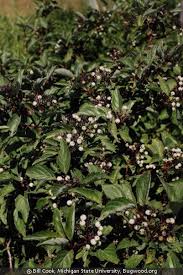 Image result for Sericorema sericea